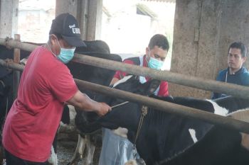 Pemkot Pekalongan  vaksinasi 150 sapi guna cegah Penyakit Mulut &amp; Kuku