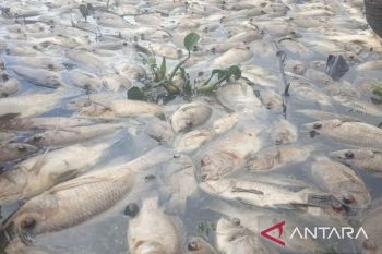 Petani keramba jaring apung Danau Maninjau kuburkan bangkai ikan