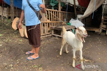 Kasus PMK masih tinggi, Pemkab Pasuruan akan perpanjang penutupan pasar hewan