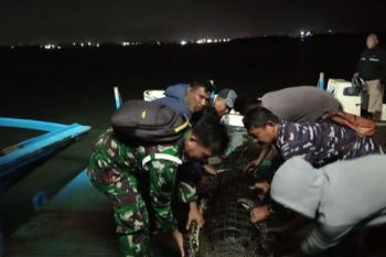 Lantamal IV kerahkan personel cari dan evakuasi buaya Pulau Bulan