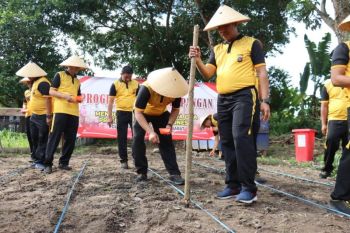 Polres Pasaman Barat manfaatkan lahan kosong tanam jagung