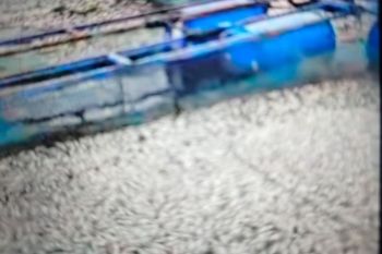 Kematian ikan di Danau Maninjau bertambah jadi 75 ton