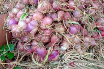 Harga bawang merah di Situbondo turun jadi Rp18.000/kg