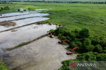 Belajar dari negara lain cetak sawah di rawa sulfat masam
