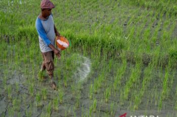 Penyaluran pupuk Urea capai 41.574 ton pada 2024