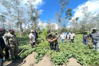 Pemkab: Lahan pertanian Jayawijaya capai 112 hektare lebihi target