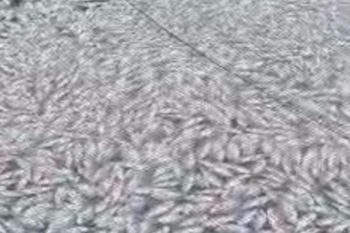 Petani KJA Danau Maninjau rugi Rp1,87 miliar dampak kematian ikan diawal tahun