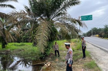 Waspadai banjir di perkebunan sawit di Siak