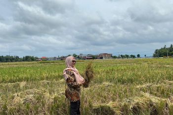 Produksi GKP di Pariaman 2024 naik jadi 21,4 ribu ton