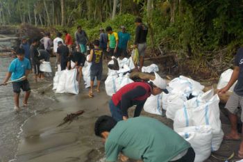Warga pesisir Polewali Mandar Sulbar bangun tanggul darurat cegah abrasi