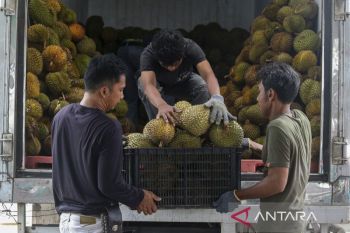 Nilai ekspor durian Indonesia tahun 2024