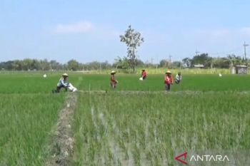 Luas tanam padi di Ngawi 2024 capai target 100 persen