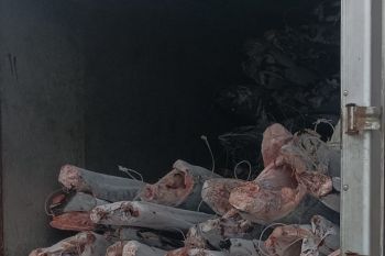 Pemkab Biak siap suplai kebutuhan ikan segar warga di Pegunungan Papua