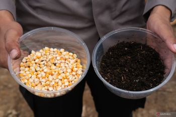 Polres Jayawijaya bakal panen jagung 10 ton pada April 2025