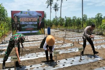 Polres Kulon Progo targetkan luas tanam jagung 15,9 hektare dukung ketahanan pangan