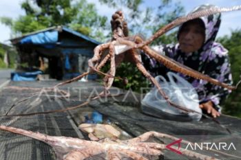 BKHIT: gurita dan ikan teri jadi produk ekspor baru Maluku
