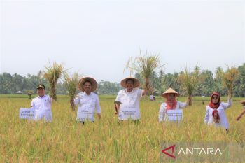 Pariaman ganti varietas padi agar tahan hama untuk tingkatkan produksi
