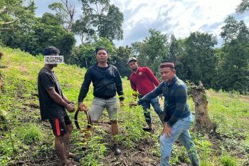 Polres Aceh Besar temukan ladang ganja di Lamteuba, tangkap terduga pemilik