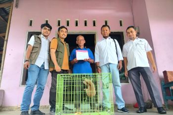 Lagi, kakek 70 tahun di Pasaman Barat selamatkan induk kukang-anaknya (Video)