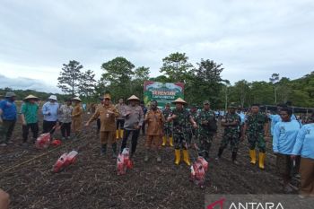 Polda Papua-Pemkab Jayapura menanam jagung serentak dukung Astacita
