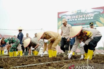 Solok Selatan lakukan penanaman serentak sejuta hektare jagung