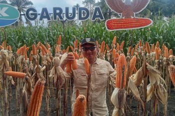 Pemkab Pasaman Barat peroleh 31.430 ton pupuk bersubsidi pada 2025