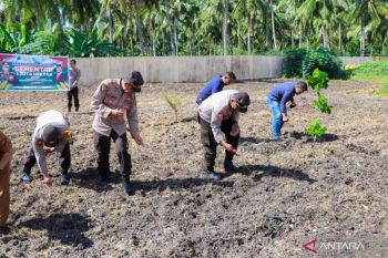 Polres Banggai tanam jagung di lahan 11 hektare