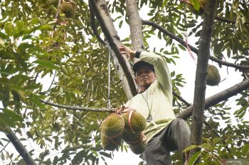 Panen durian di Madiun