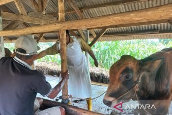 Distan Cirebon menggencarkan vaksinasi untuk sapi terjangkit PMK
