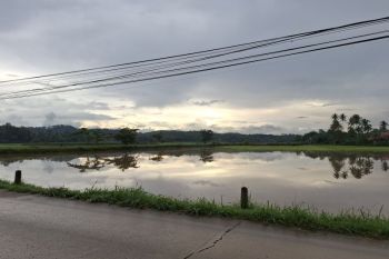 Lahan pertanian di empat daerah di Lampung terkena dampak banjir