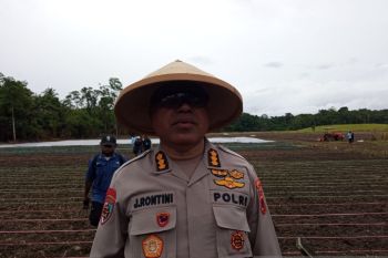 Polda Papua apresiasi Polres Jayapura penanaman jagung serentak