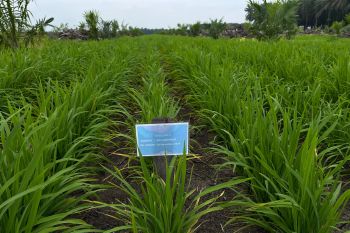 Progres program tanam padi PTPN  subur dan potensi tambah pendapatan petani sawit