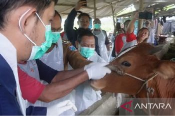 Pj Gubernur Babel tinjau vaksinasi sapi cegah PMK
