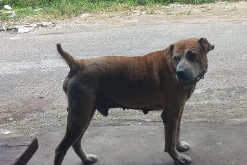 Dinas Peternakan sarankan Porbi vaksinasi anjing demi cegah rabies