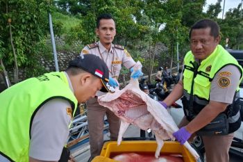 Karantina Lampung gagalkan penyelundupan karkas babi tanpa dokumen lengkap