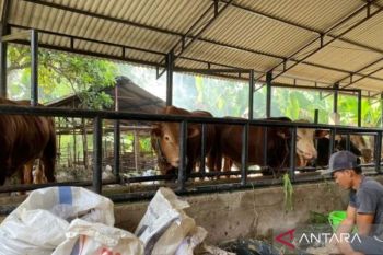Pemkot Jambi terima 150 dosis vaksin penyakit kuku dan mulut