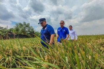 Produksi padi Jakarta Utara turun akibat sawah terendam banjir dan hama
