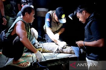 BKSDA Sampit berhasil rescue buaya muara di Sungai Mentawa