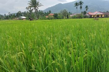 Pemkab Pasaman targetkan produksi padi 205.627 ton pada 2025