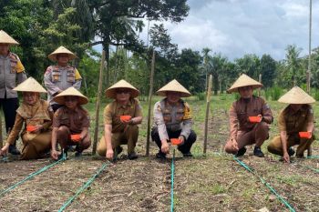 Pemkab Pasaman Barat minta petani jagung tidak pakai benih murah