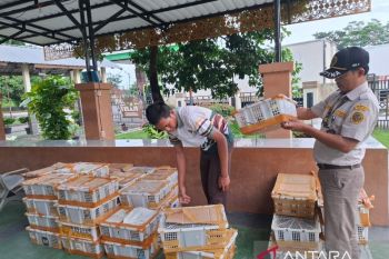 Petugas gagalkan penyelundupan ribuan ekor burung di Bakauheni