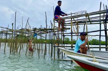 Serunya memanen ikan dingkis saat Imlek di Batam