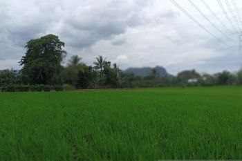 Program listrik pertanian PLN Sulselrabar 2024 menyasar 3.820 pelanggan
