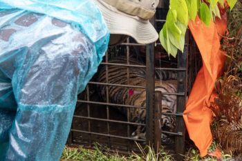 BKSDA Sumbar intensifkan pencarian harimau yang terkam ternak warga