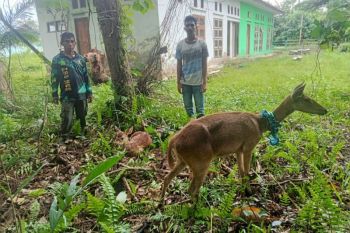 BKSDA Maluku amankan dua ekor rusa timor yang dipelihara warga secara ilegal di Bula