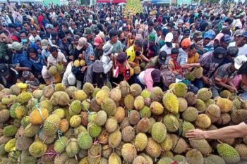 Sebanyak 1,2 juta pohon durian Sulteng telah menghasilkan buah