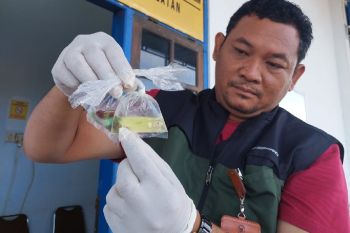 Karantina Papua Selatan sebut 820 ekor ikan hias lolos pemeriksaan