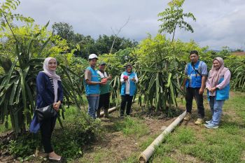 PLN Sumbar Dukung Petani Buah Naga, Keuntungan Meningkat 4 Kali Lipat