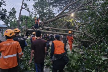 Lima pengendara terluka akibat pohon tumbang di Bondowoso
