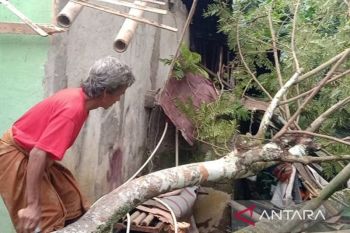 BPBD Sukabumi: Angin kencang sebabkan pohon tumbang di delapan titik